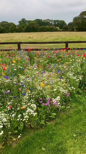 Wild Flower Gardens, Wild Flower Meadow, Meadow Garden, Cut Flower Garden, Wildflower Garden, Pollinator Garden, Flower Gardens, Butterfly Garden, Flower Farm