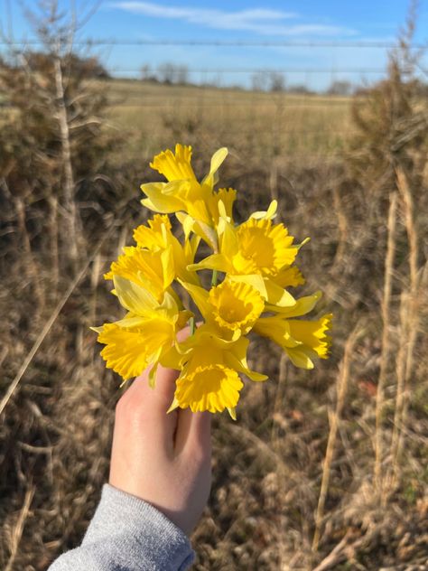 Daffodil Reference, Wild Daffodils, Daffodil Photo, Daffodil Yellow Aesthetic, Apricot Whirl Daffodil, Daffodils