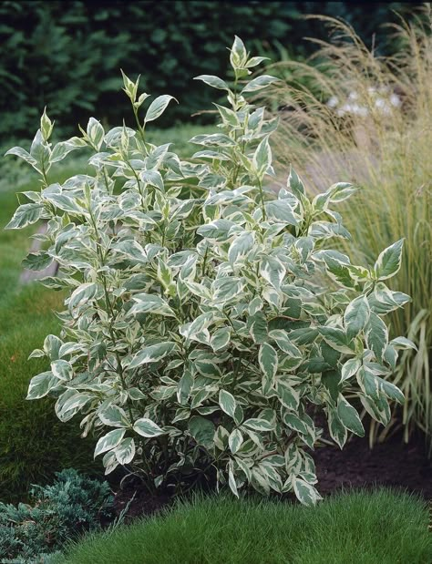 Ivory Halo Dogwood, Dogwood Shrub, Cornus Alba, Village Road, Gardening Humor, Dogwood Trees, Garden Types, Variegated Plants, Evergreen Shrubs