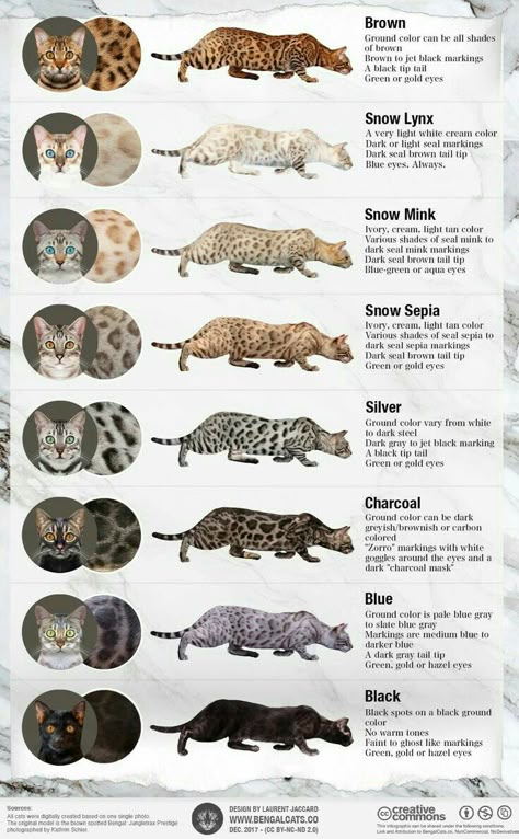 Snow Lynx Bengal Cat, Snow Lynx Bengal, Bengal Cat Aesthetic, Grey Bengal Cat, Bengal Cat Names, Silver Bengal Cat, White Bengal Cat, Drawing Effects, Bengal Cat Kitten