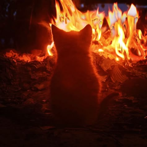 Chaotic Cat Pfp, Fire Fox Aesthetic, Fire Pfp Aesthetic, Fire Core Aesthetic, Clawing At Face, Fire Night Aesthetic, Orange Pfp Gif, Soft Orange Aesthetic Vintage, Orange Background Landscape