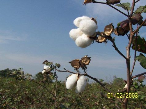 Growing Cotton From Seed, How To Grow Cotton, Adobe Garden, Hay Bale Gardening, Grow Cotton, Farm Crops, Picnic Cafe, Growing Cotton, Growing Food Indoors