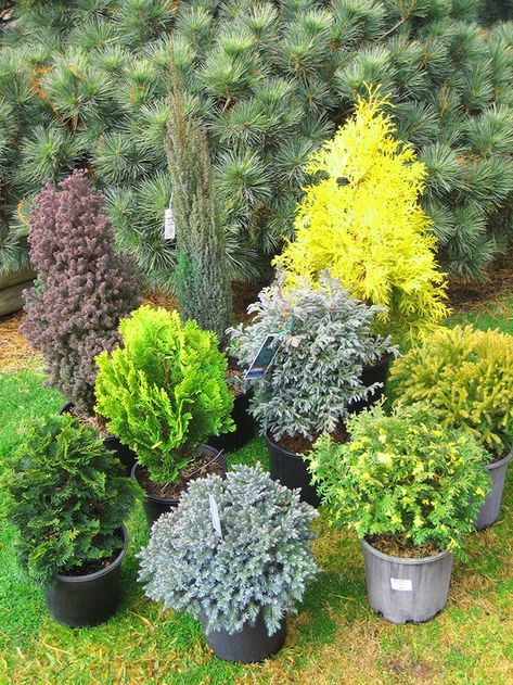 topdwarf-conifers Mixed Conifer Garden, Front Yard Evergreens, Landscaping With Conifers, Elvish Garden, Masculine Cabin, Alabama Landscape, Evergreen Landscape Front Yard, Side Yard Landscape, Evergreens For Shade