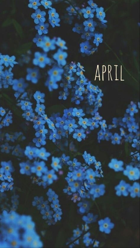 April Iphone Wallpaper Spring, April Phone Background, April Background Aesthetic, Aesthetic Wallpaper April, April Screensavers, April Lockscreen, April Background Wallpapers, Hello April Wallpaper, April Aesthetic Month