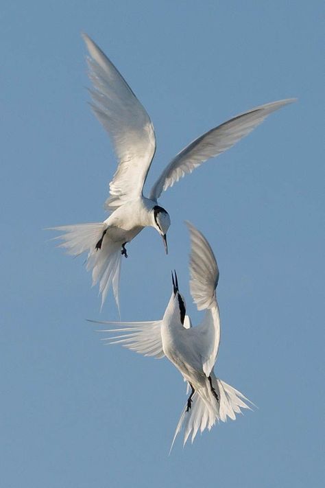 White Birds, Animal Study, Pretty Animals, Photography Contests, Arte Inspo, Two Birds, Bird Drawings, Pretty Birds, Bird Photo