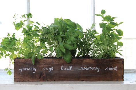 How To Grow a Windowsill Herb Garden Herb Kitchen, Windowsill Herb Garden, Window Herb Garden, Herb Diy, Kitchen Herb Garden, Indoor Herbs, Herb Garden Ideas, Herb Garden In Kitchen, Diy Herb Garden