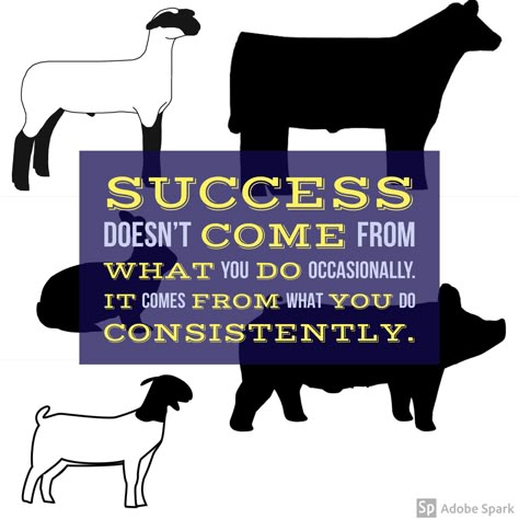 It's true - success comes from what you do consistently, not just every once in a while! Showmanship Quotes, Livestock Show Quotes, Stock Show Quotes, 4 H Quotes, Cattle Quotes, 4h Livestock, Showing Pigs, Sheep Quote, Show Cattle Barn