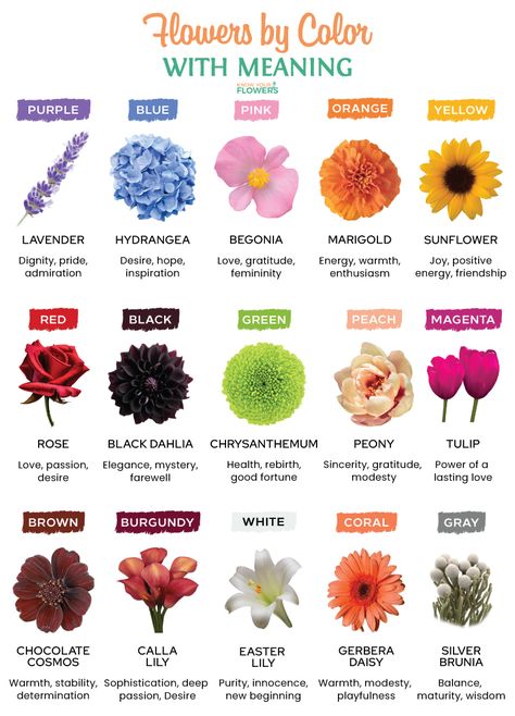 Flower And Its Meaning, Flower Colour Meaning, White Flowers Meaning, Wedding Flower Meanings, Type Of Flowers For Bouquet, Black Flowers Meaning, Flower Color Meanings Chart, Flower Bouquet Meaning, Meaning Of Different Flowers