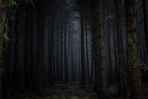 Halloween Desktop Wallpaper, Dark Naturalism, Forbidden Forest, Foggy Forest, Night Forest, Forest Pictures, Dark Pictures, Photo On Wood, Halloween Wallpaper