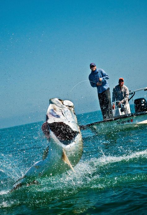 Fishing Florida, Fly Fishing Photography, Fishing Australia, Florida Fishing, Tarpon Fishing, Big Game Fishing, Fishing Photos, Salt Water Fishing, Fishing Photography