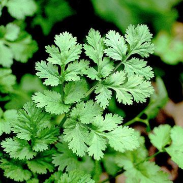 CILANTRO/CORIANDER - Light:Sun,Part Sun - Plant Type:Annual,Herb - Plant Height:5-24 inches tall - Plant Width:4-10 inches wide - Bloom Time:Midsummer blooms - Landscape Uses:C... Growing Cilantro, Heavy Metal Detox, Have Inspiration, Herb Seeds, Healing Herbs, Growing Herbs, Curries, Veggie Garden, Medicinal Plants