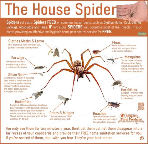 Spider Identification Chart, Spider Identification, Spider Eating, Bug Spray Recipe, Spider Species, Types Of Spiders, House Spider, Earwigs, Nature School