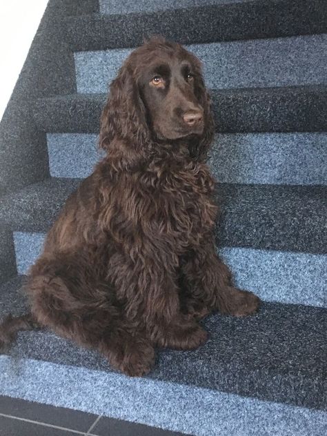 Chocolate Cocker Spaniel Puppies, Cockaspaniel Puppies, Chocolate Brown Cocker Spaniel, Cocker Spaniel Chocolate, Brown Cocker Spaniel, Chocolate Cocker Spaniel, Long Haired Dogs, Cute Dogs Images, Cocker Spaniel Puppies