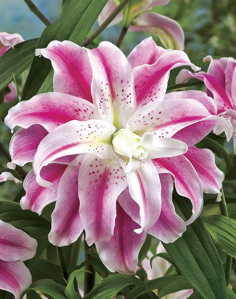 Fragrant double Oriental lilies Lily Seeds, Lily Garden, Lily Bulbs, Gladioli, Day Lilies, Spring Plants, Wholesale Flowers, Daylilies, Bulb Flowers