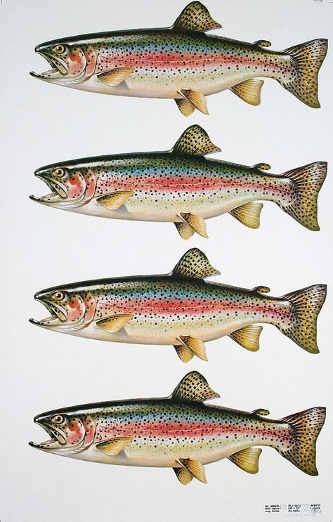 Vintage Fish Poster, Trout Painting, Fish Wood Carving, Trout Art, Fish Carving, Fish Poster, Rainbow Trout Fishing, Fly Fishing Art, Fish Artwork