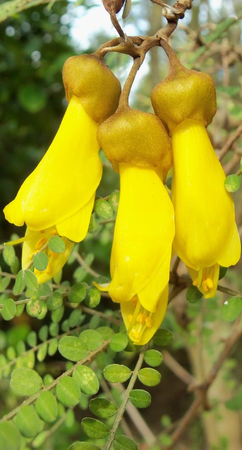 The South Island Kowhai is just one of eight varieties of the native tree - NZ Kowhai Flower, Kowhai Tree, New Zealand Plants, Nz Flowers, Nz Native Plants, New Zealand Flora, Nz Plants, Iphone Image, New Zealand Home