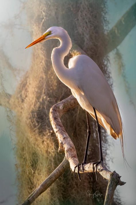 White Crane Bird, Miami Illustration, Heron Photography, Crane Photography, Heron Photo, Nature Reference, Heron Art, Wild Animals Photography, Zen Painting