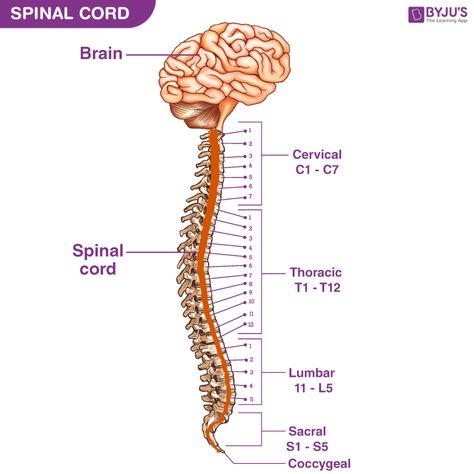 Spinal Cord - Anatomy, Structure, Function, & Diagram Spinal Cord Anatomy Nervous System, Spinal Cord Anatomy Drawing, Spinal Cord Diagram, Spinal Nerves Anatomy, Medication Chart Printable, Spinal Cord Anatomy, Anatomy Structure, Function Diagram, Emt Study