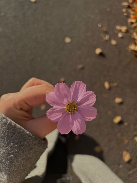 Hand Photography, Girly Photography, Flowers Photography, Pretty Flowers, Pretty Wallpapers, Profile Pictures, Aesthetic Pictures, Profile Picture, Phone Wallpaper