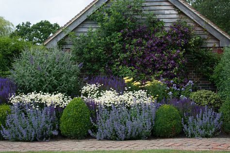 Anthemis Tinctoria, Box Balls, Salvia Nemorosa, Border Garden, Herbaceous Border, Dry Garden, Cottage Garden Design, Front Landscaping, Garden Shrubs