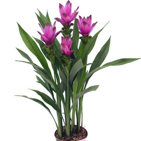 Siam Tulip (Curcuma alismatifolia).  Full sun, 2'. Moist soil, monthly fertilizing during growing season. Curcuma Plant, Tulip Care, Grow Garden, Cactus House Plants, Contemporary Flower Arrangements, Herb Plants, Ginger Plant, Indoor Flowering Plants, Ginger Flower