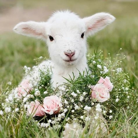 White lamb pink flowers Mary Had A Little Lamb, Cute Lamb, Cute Goats, Baby Lamb, Söt Katt, Oita, Baby Goats, Beltane, Cute Critters