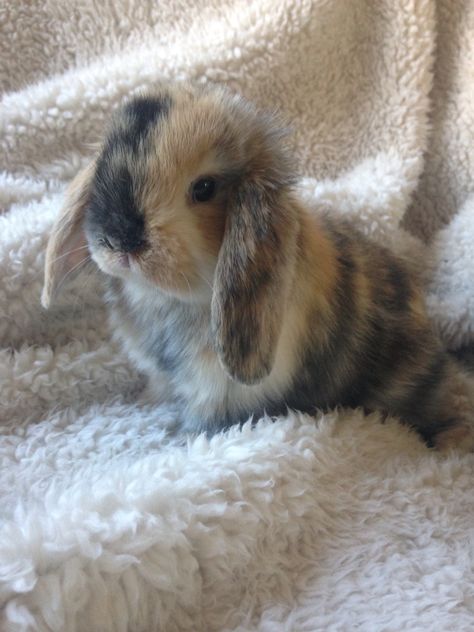 Holland Lop bunny. 3 month old female. Pet Bunny Rabbits, Cute Bunny Pictures, Pet Bunny, Fluffy Animals, Cute Animal Photos, Baby Bunnies, Cute Animal Pictures, Cute Creatures