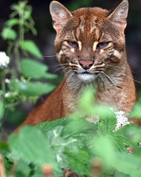 Asian Golden Cat, Therian Quadrobics, Asian Cat, Golden Cat, Small Wild Cats, Wcue Morph, Wild Animals Pictures, Exotic Cats, Cat Pose