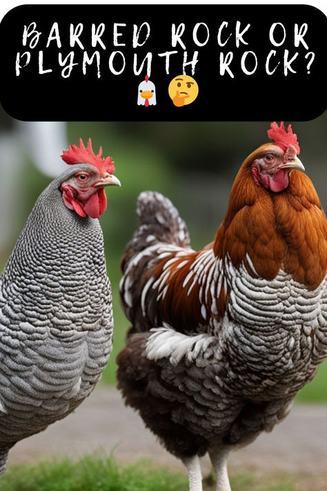 Choosing Between Barred Rock And Plymouth Rock Chickens? 🐓✨ Click To Dive Into The Differences And Decide Which Breed Is The Best Fit For Your Flock! #ChickenBreeds #BarredRock #PlymouthRock #BackyardChickens #PoultryFacts #HomesteadChickens #ChickenKeeping #PoultryBreed #Chickens101 #FarmLife #HenHouse #EggLayers #RaisingChickens #CountryLiving #ChickenCare #SustainableFarming #RuralLife #FlockManagement Partridge Rock Chicken, Barred Rock Rooster, Barred Plymouth Rock Chickens, Barred Rock Chickens, Plymouth Rock Chicken, Poultry Breeds, Barred Rock, Buff Orpington, Rhode Island Red