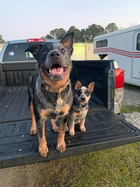 Ranch Dogs, Country Dogs, Blue Heeler Puppy, Aussie Cattle Dog, Austrailian Cattle Dog, Heeler Dogs, Blue Heeler Puppies, Heeler Puppies, Blue Heeler Dogs