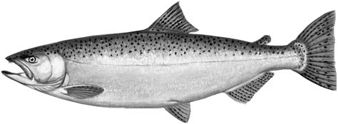 The chinook, or king salmon, is a foreign contender for the throne of Grand Traverse Bay. First introduced in the 1870s, the king salmon quickly died out ... Salmon Drawing, Salmon Tattoo, Exploring Oregon, Fishing Poster, Dark Gums, Oregon Pictures, Chinook Salmon, Oregon Girl, Channel Catfish