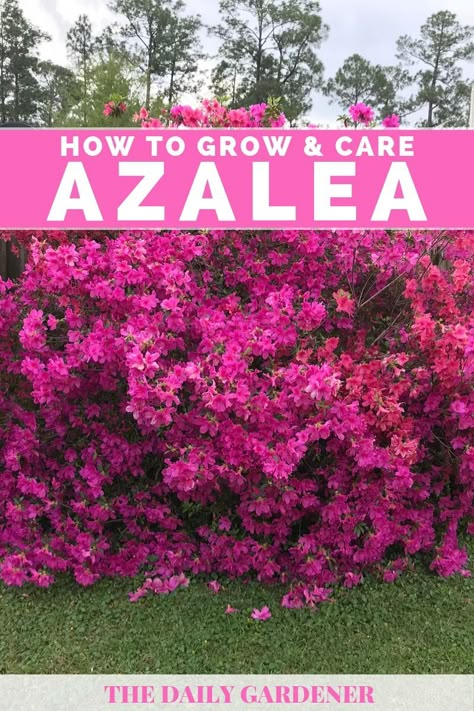 Planting Azaleas, Azaleas Landscaping, Azaleas Care, Azalea Bush, Azaleas Garden, Azalea Flower, Easy Landscaping, Garden Area, Garden Yard Ideas