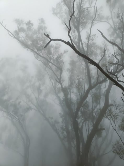 Evangeline Core Aesthetic, Mist Aesthetic Dark, Folklore Vibes Aesthetic, Silver Mist Aesthetic, Dark Folklore Aesthetic, Folklore Moodboard, Gloomy Vibes, Winter Folklore, Mist Aesthetic