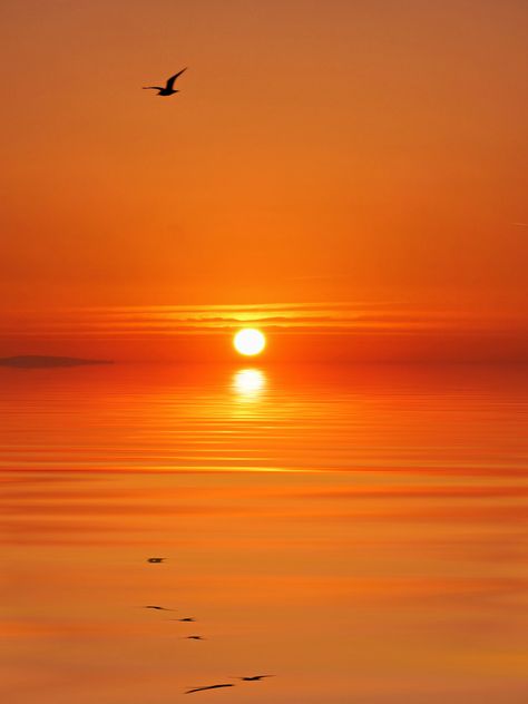 https://flic.kr/p/oTMb3B | Orange sea. | Sunrise across the bay with a little help from photoshop on the water foreground. Orange Hour, Orange Widget, Orange Sunsets, Colour Aesthetic, Water Sunset, Orange Water, Orange Moon, Sunset Orange, Sky Pictures