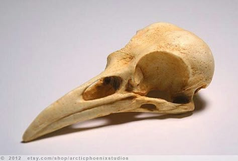 Raven skull Skull References, Bird Skulls, Skull Reference, American Crow, Real Skull, Animal Skeletons, Crow Skull, Crow Bird, Animal Skull