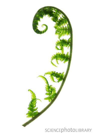 Resurrection Fern Tattoo, Fern Artwork, Fern Images, Fiddlehead Ferns, Fern Tattoo, Fern Frond, 1 Tattoo, Natural Forms, Mirror Image