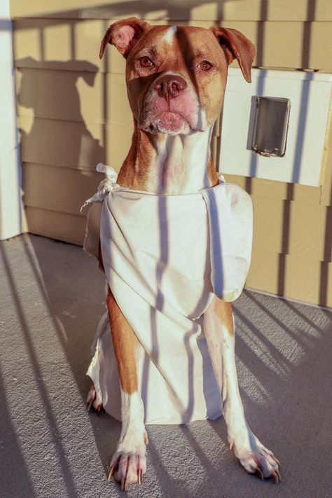 Dobby Dog Costume, Dobby Costume, Dobby Harry, Harry Potter Costumes, Dobby Harry Potter, Harry Potter Halloween, Harry Potter Costume, Pet Halloween Costumes, Family Costumes