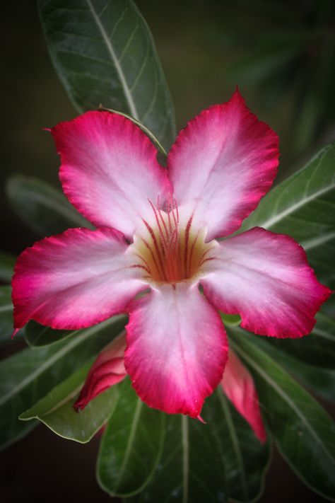 Impala Lily Impala Lily, Adenium Obesum, Garden Flower Beds, Beauty Of Flowers, Rare Flowers, Gorgeous Flowers, Desert Rose, All Flowers, Exotic Flowers