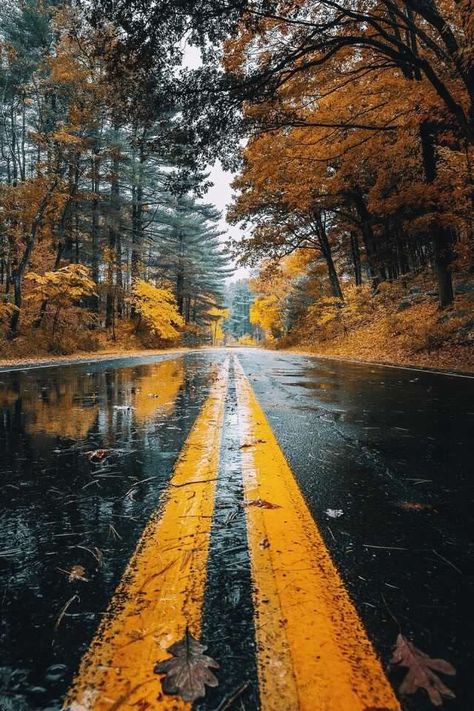 Fall Rain Wallpaper, Rain Wallpaper Iphone, Fall Rain, Rain Wallpaper, In The Middle, Wallpaper Iphone, The Middle, Trees, Road