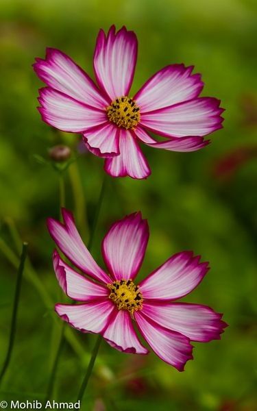 Amazing Flowers Photography, Kosmos Flowers, Cosmos Flowers, Photography Flowers, Arte Inspo, Beautiful Flowers Pictures, Single Flower, Exotic Flowers, Flowers Nature