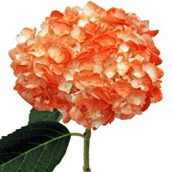 Beautiful Orange White Flowers, Orange Hydrangeas, Light Orange Flowers, Small Orange Flowers, Hydrangea Orange, Mason Jar Mixes, Freesia Flowers, Orange Rose Varieties, Wedding Flowers Hydrangea