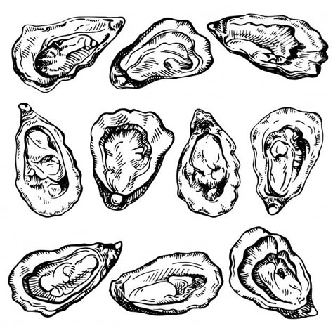 Oyster Line Drawing, Oyster Bowl, Pearl Oyster, Hand Pictures, Sketch Illustration, Fresh Seafood, Coastal Cowgirl, Vector Hand, Tattoo Inspo