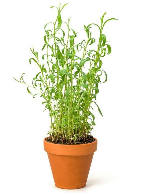 Growing Tarragon Inside: How To Grow Tarragon Indoors Growing Tarragon, Window Herbs, Tarragon Plant, Healing Water, All Instruments, Earth Magic, Decorating A Home, Magical House, Magic Land