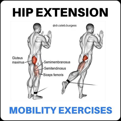 Dr. Caleb Burgess DPT OCS CSCS on Instagram: “💥Hip Extension💥 - 🎯 Hip extension describes the movement where your thigh moves backward, which is important during activities such as…” Knee Pain Remedies, Hip Extension Exercise, Core Exercises For Women, Hip Extension, Swimming Benefits, Hip Exercises, Pain Relief Remedies, Sciatica Exercises, Back Stretches For Pain