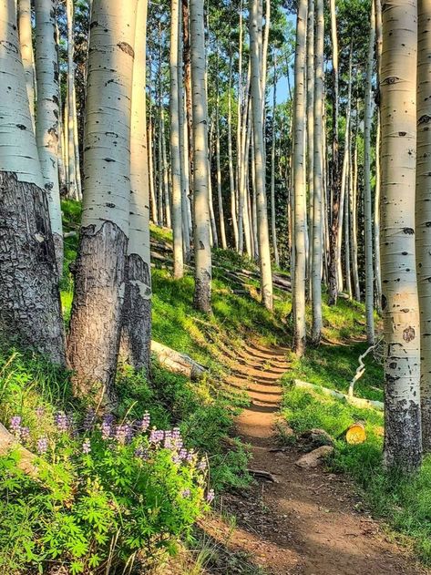 📸 hpenn93 Arizona Forest, Coconino National Forest, Arizona Usa, Book Inspiration, National Forest, Arizona, Forest