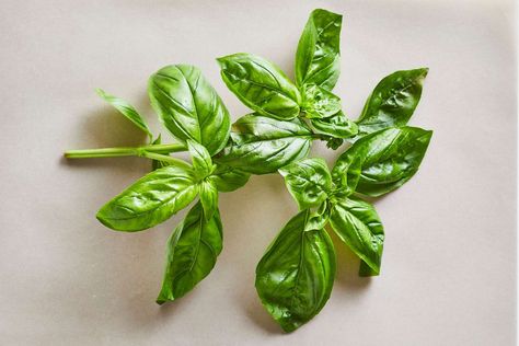 How to Store and Preserve Fresh Basil Preserve Fresh Basil, Store Fresh Basil, Storing Fresh Basil, Preserving Basil, Carlsbad Cravings, How To Store, Lasagna Recipe, Italian Food, Fresh Basil