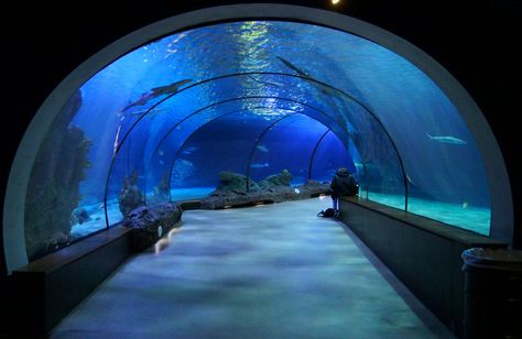 https://flic.kr/p/npysx8 | Aquarium tunnel | Walking thru the fishes Rotterdam Zoo Netherlands 2014 Denver Aquarium, Aquarium Tunnel, Newport Aquarium, Road Trip Across America, Moody Gardens, Newport Oregon, Oregon Vacation, Oregon Trip, Travel Oregon