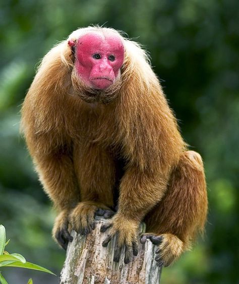 The bald-headed uakari (Cacajao calvus) is a monkey hailing from the Amazon rain forest that boasts a bald crown punctuated by bright, crimson-hued skin. The perpetual blush is caused by a lack of skin pigment and a glut of capillaries beneath the skin. Uakari Monkey, Types Of Monkeys, Bizarre Animals, Amazon Forest, List Of Animals, Monkey Business, Animal References, Rain Forest, Amazon Rainforest