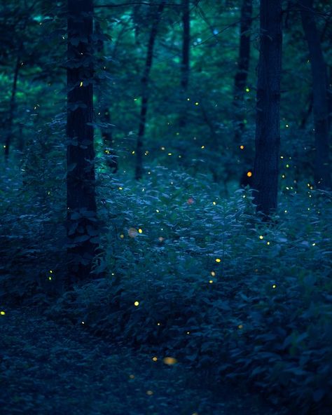 Aesthetic Fireflies, Same Energy, Forest Light, Night Forest, Tumblr Aesthetic, Magic Forest, Forest River, Forest Fairy, Magical Forest