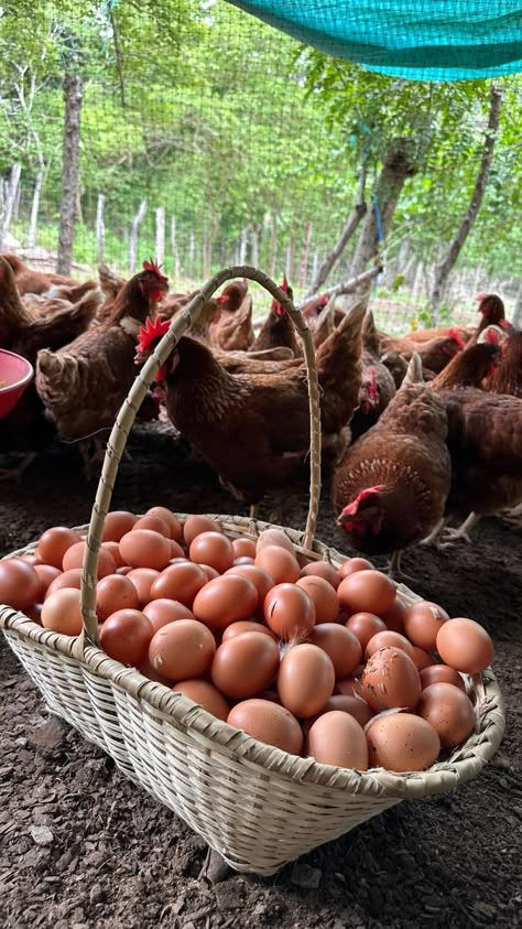 31 reactions · 1.4K shares | | Avicola santa barbara | huevos_avsantabarbara · Original audio Poultry Farm Buildings, Agriculture Pictures, Poultry Business, Backyard Chicken Farming, Livestock Farming, Farm Business, Farm Lifestyle, Farm Eggs, Animals Farm